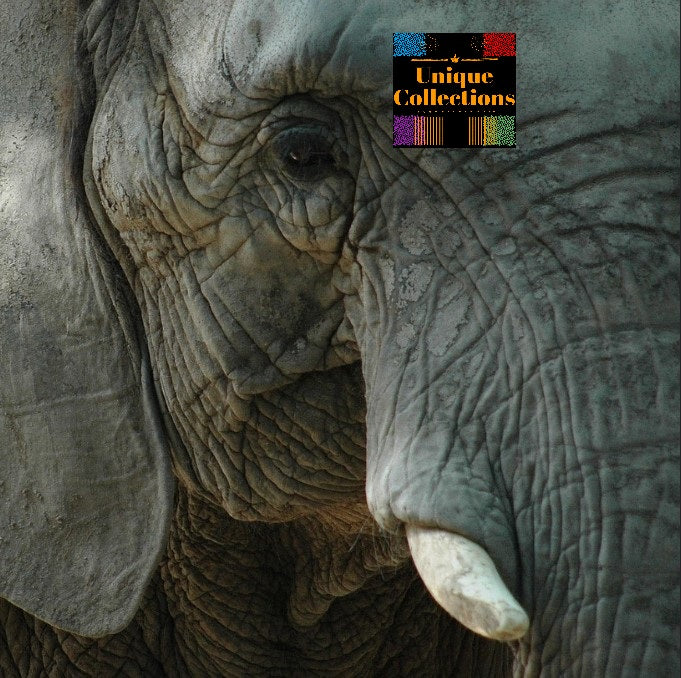Animals 1 -All-in-One Bundle-
