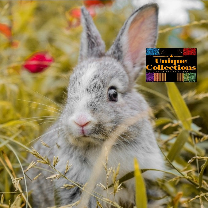 Animals 1 -All-in-One Bundle-